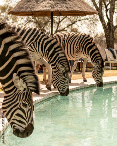Zebra drinking