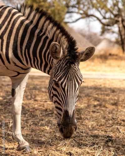 Wild Zebra