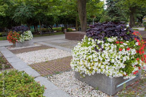 City landscape - decoration with beautiful flowering clubs with  petunias in square of Europe and beautiful shady tile avenues on a summer day. photo