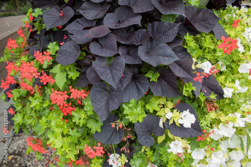 An organic floristic combination of blooming red and white geraniums and dark purple coleus.
