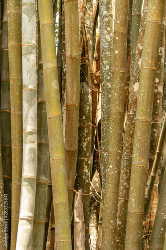 bamboo trees in a group
