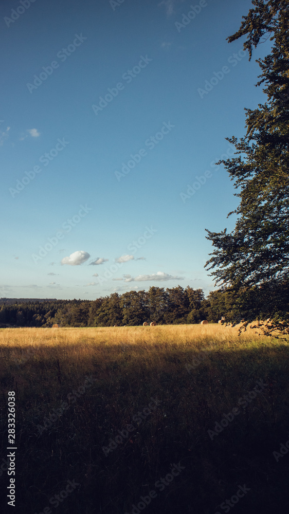 Fototapeta premium Waldwiese am Rennsteig