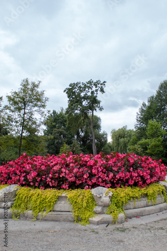 Scenery of blooming pink begonia flowers and creeping plants in a stone flowerbed with a fountain close-up on a sunny summer day.