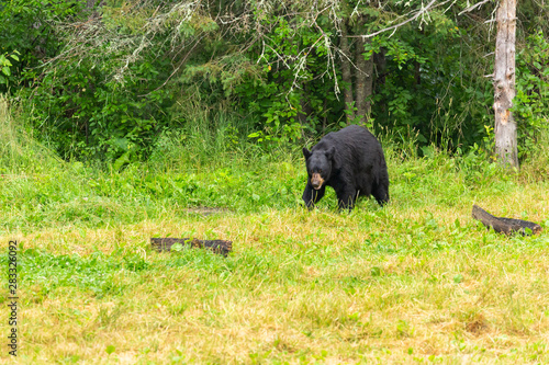 Black Bear In A Refuge