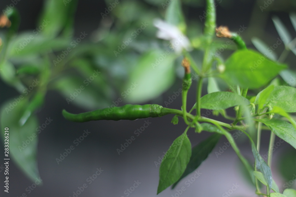 green ripe chillies in the garden green ripe chillies in the garden