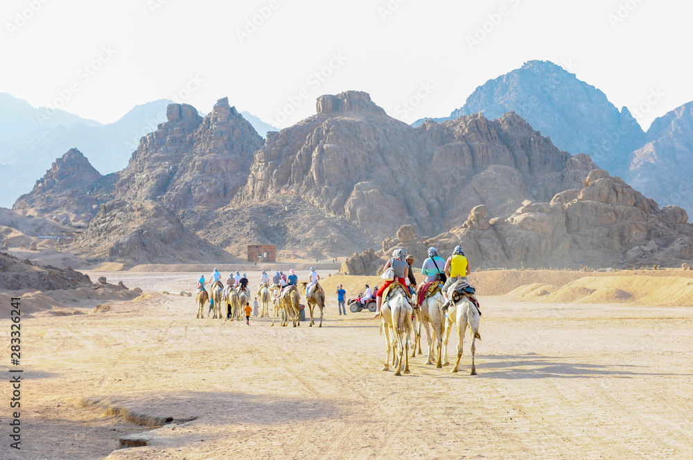 Journey in the desert on camels