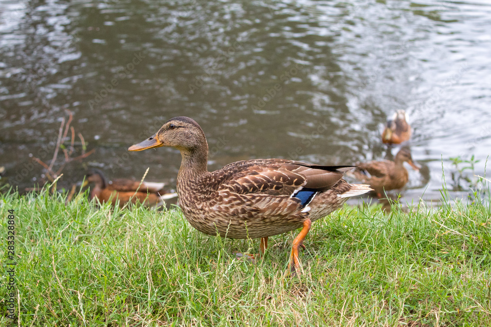 Fototapeta premium Wild ducks bask in the sun near the lake in summer day.