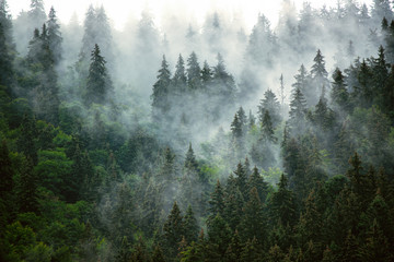 Leinwandbilder Schwarz Misty mountain landscape  © Roxana