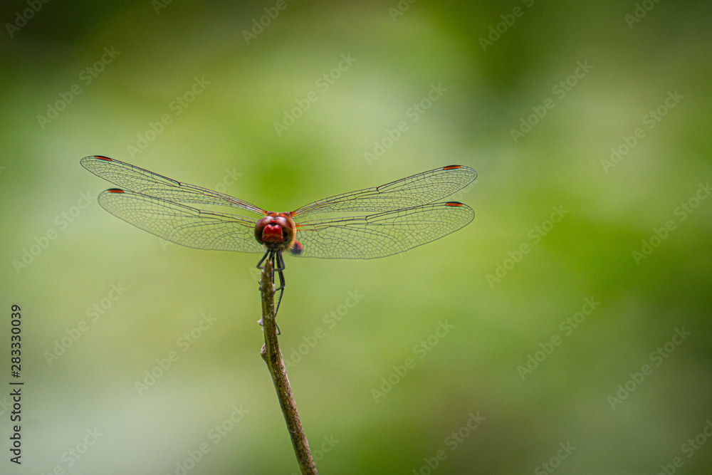 Libelle Libelle