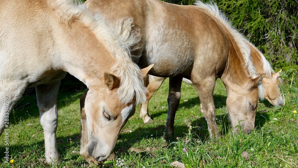 Halflinger Pferde in Südtirol, in den Bergen