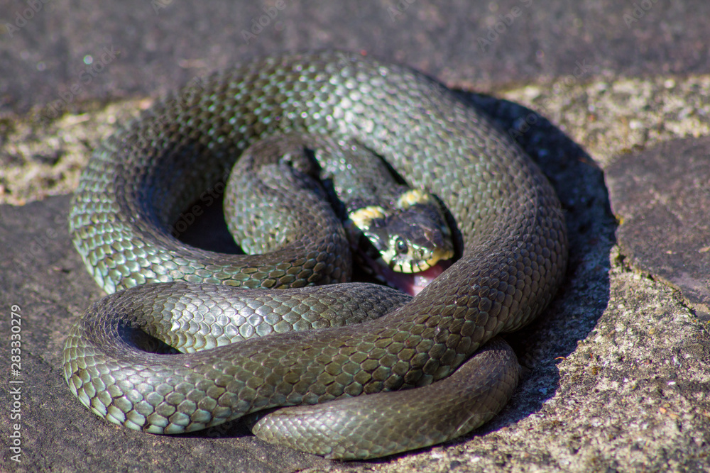 snake ringelnatter grass snake snake ringelnatter grass snake