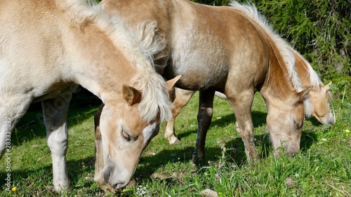 Fototapeta Naklejka Na Ścianę i Meble -  Halflinger Pferde in Südtirol, in den Bergen