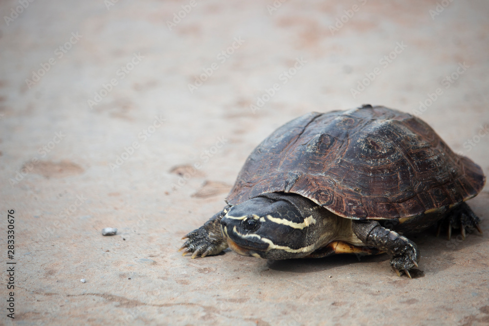 The little turtle is walking on a concrete road The little turtle is walking on a concrete road