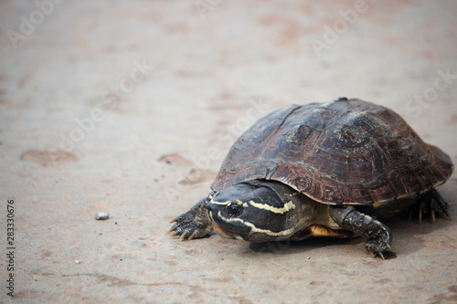 The little turtle is walking on a concrete road