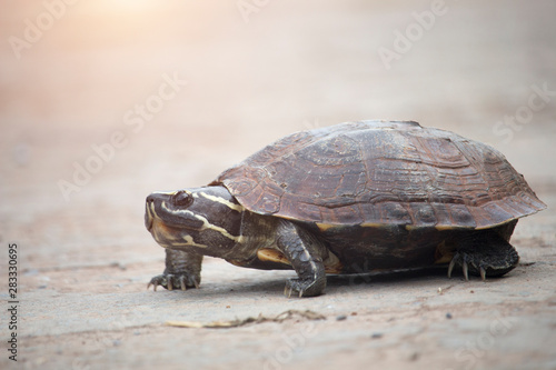 The little turtle is walking on a concrete road