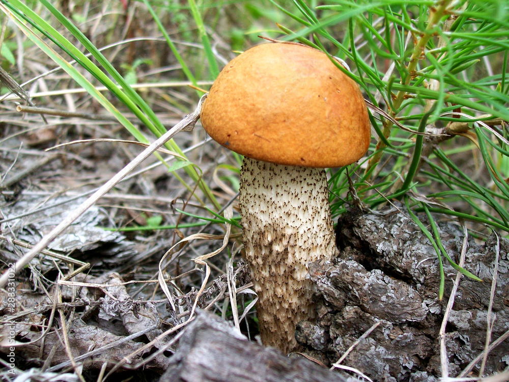 mushroom in the forest mushroom in the forest