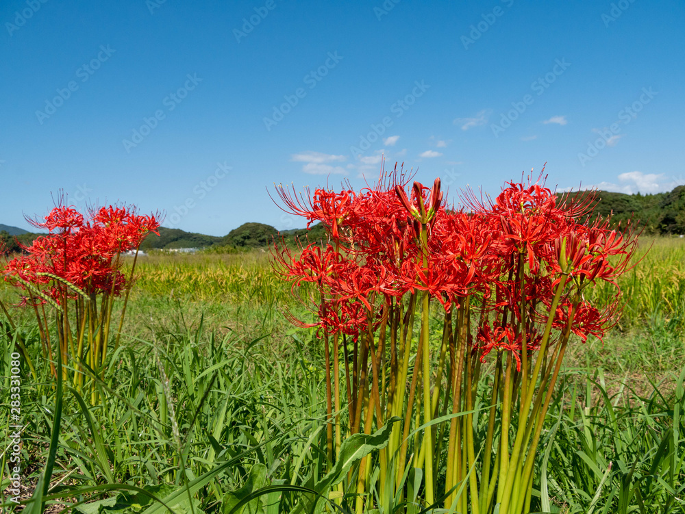 Red spider lily - Lycoris radiata - is bloom beside a paddy fields in Fukuoka Red spider lily - Lycoris radiata - is bloom beside a paddy fields in Fukuoka