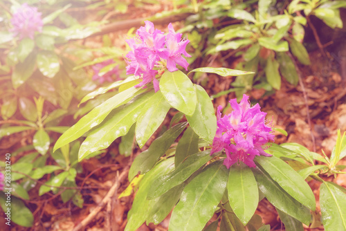 Rhododendron blooming flowers in the spring forest. Strandzha Zelenica or Rhododendron ponticum, an evergreen shrub with fresh purple blossom, grows in the shadows of the trees. photo