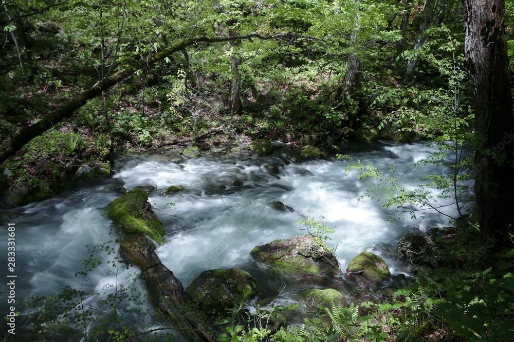 Fototapeta premium 《新緑の奥入瀬渓流》青森県十和田市