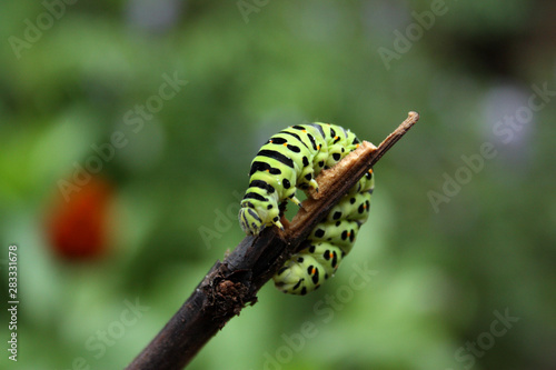 bright green caterpillar on a branch