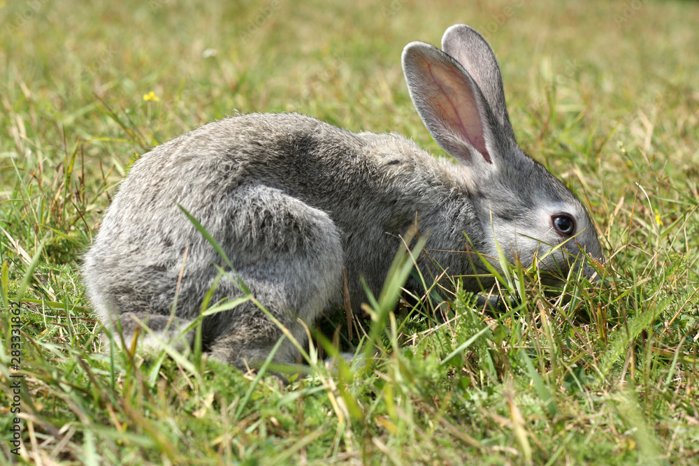 Fototapeta premium rabbit in the grass