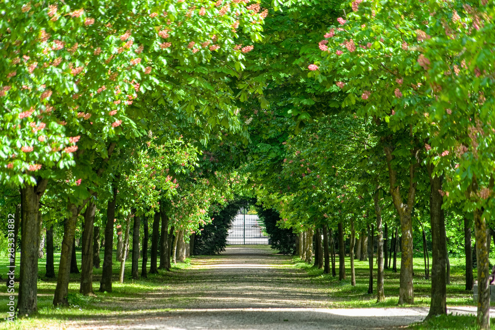 alley in the park alley in the park