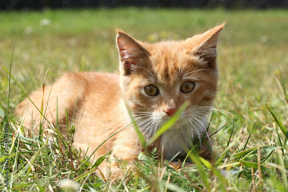 portrait little ginger kitten in the grass