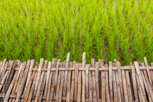 Old bamboo weave walk way bridge with terraced rice field background