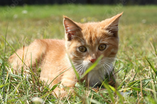 portrait little ginger kitten in the grass