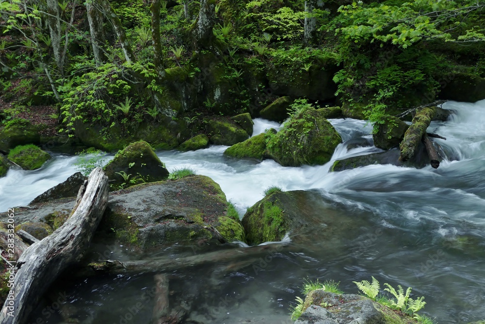 《新緑の奥入瀬渓流》青森県十和田市