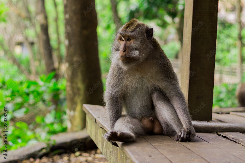 Gray monkey sitting on wooden platform Gray monkey sitting on wooden platform