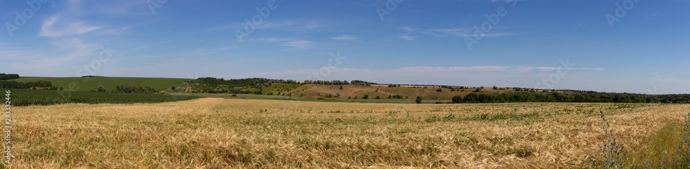 A field of ripe wheat at the foot of a small mountain. Panoramic shot of a field.