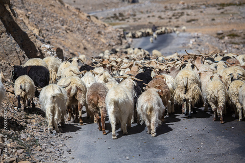 Goats and sheep causing traffic in the Himalayas mountain along Leh to Manali highway, Ladakh, Jammu and Kashmir region, India