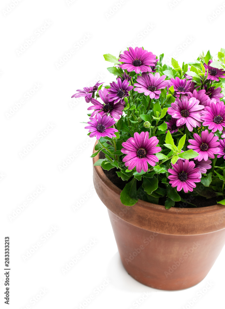 Group of colorful daisy flowers in clay pot isolated on white