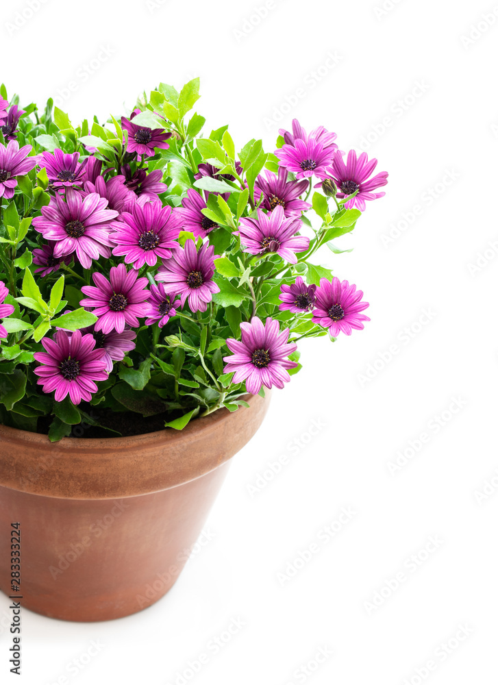 Group of colorful daisy flowers in clay pot isolated on white Group of colorful daisy flowers in clay pot isolated on white