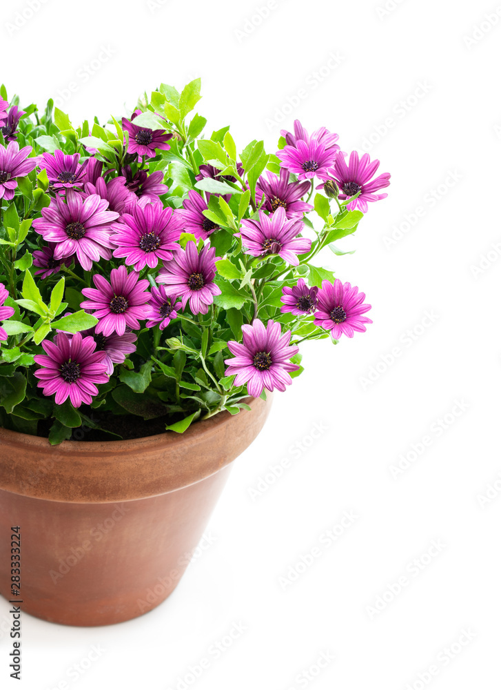 Group of colorful daisy flowers in clay pot isolated on white