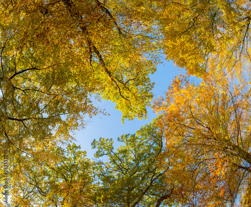 Herbstliche Baumkronen vor blauem Himmel