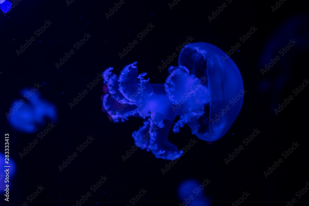 aquarium of jellyfish, fish, seaweed aquarium of jellyfish, fish, seaweed