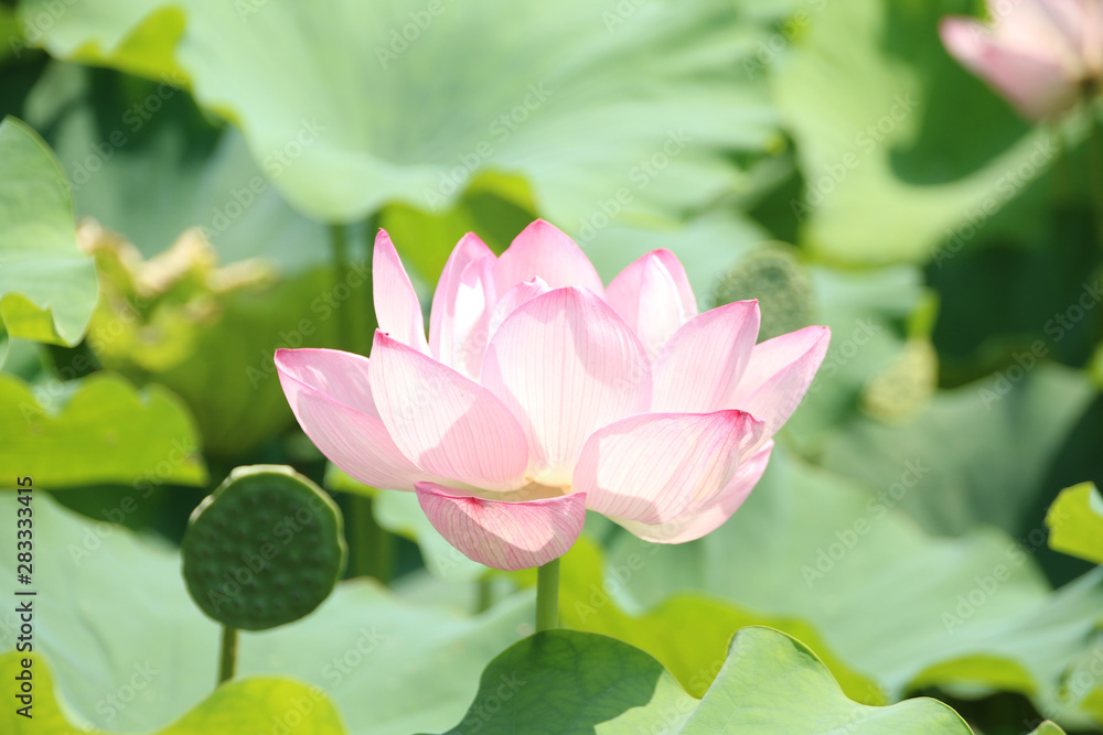 蓮の花 蓮の花