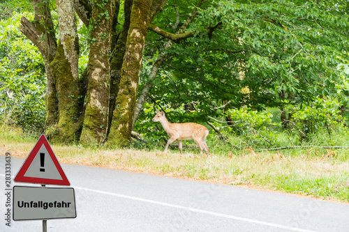 Unfallgefahr Wildwechsel photo