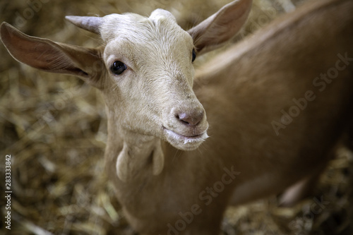 Lambs and sheep farm