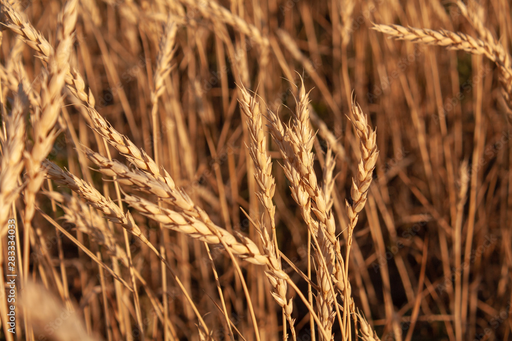 Fototapeta premium ears of wheat in the field at sunset