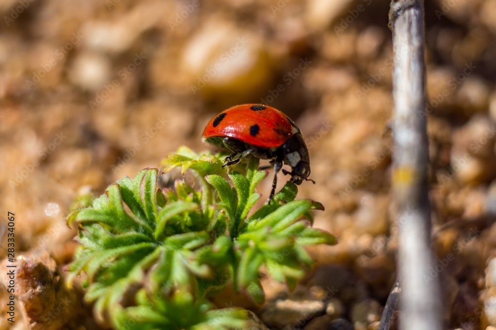Fototapeta premium Seven-spot ladybird (Coccinella septempunctata) sitting on leaves closeup
