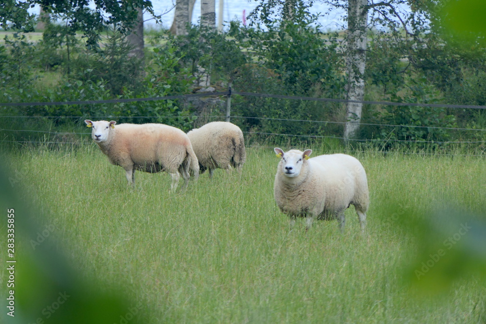 Fototapeta premium Schafe auf Weide in Schweden