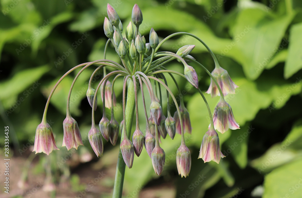 Allium bulgaricum.Also known as Nectaroscordum siculum var. bulgaricum