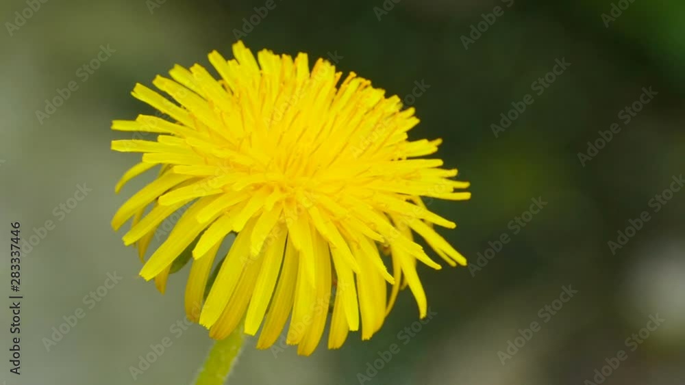 flower yellow dandelion like the sun flower yellow dandelion like the sun
