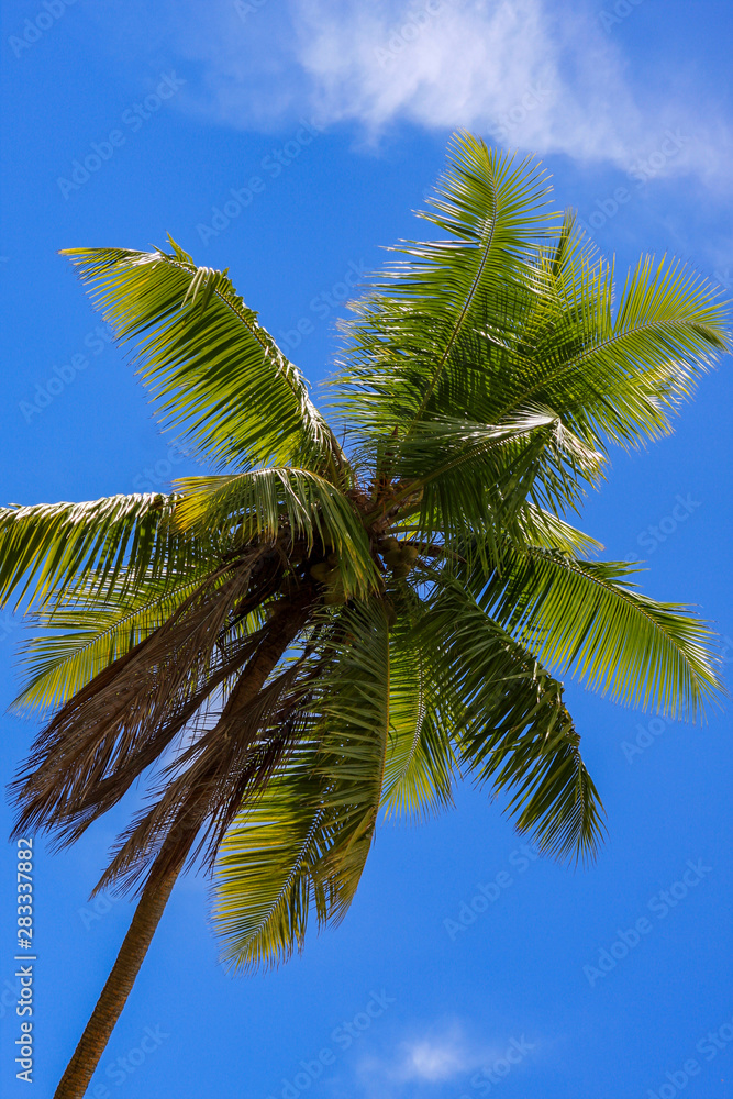 palm tree and blue sky palm tree and blue sky