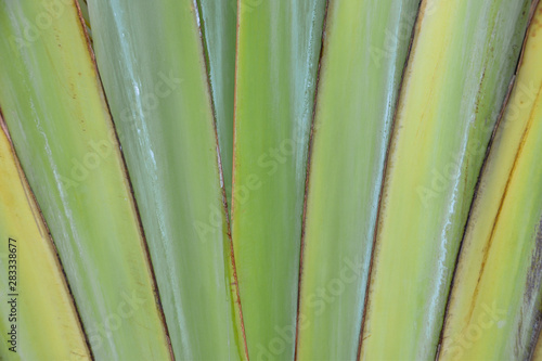 Traveller s Palm or Ravenala Madagascariensis close up as background.