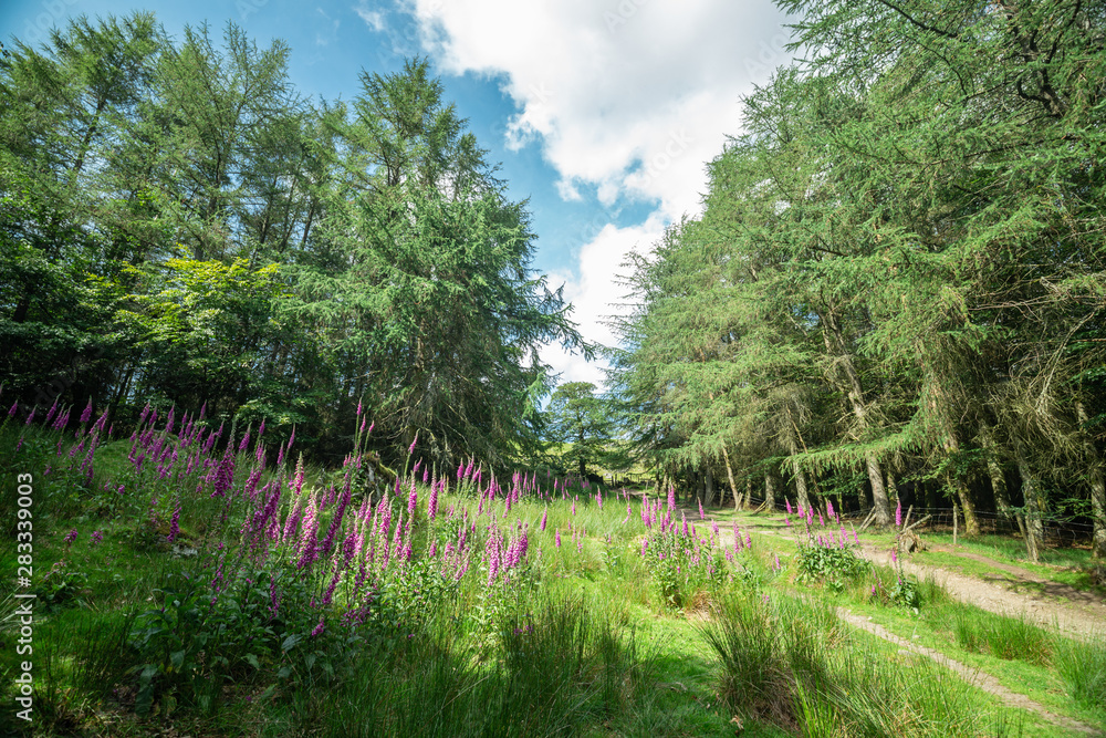 Fox Glove Meadow Among Spruce Trees in Wales Fox Glove Meadow Among Spruce Trees in Wales