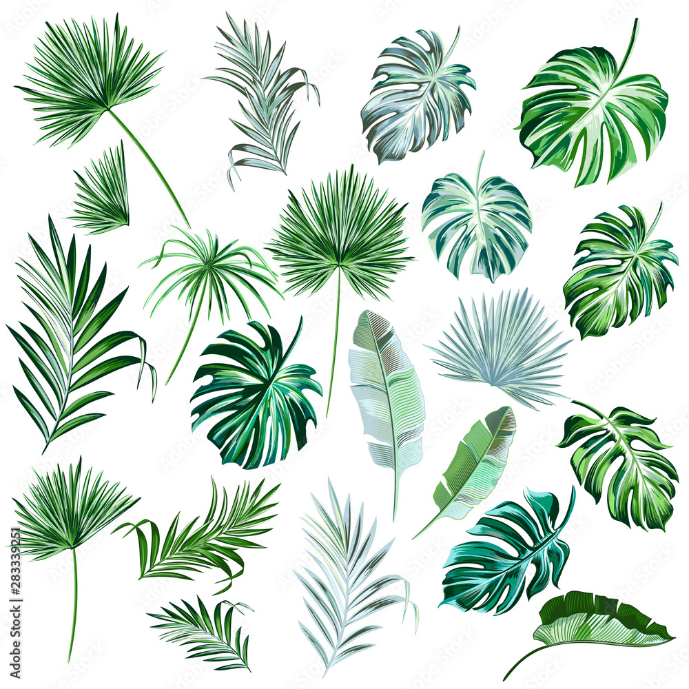 Fototapeta premium Big collection of vector hand drawn colored palm leaves for design